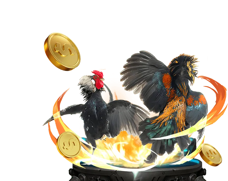 Hình ảnh bình luận viên đá gà Thomo đang phân tích trận đấu